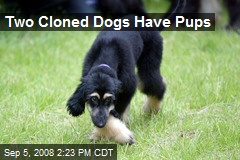 Two Cloned Dogs Have Pups