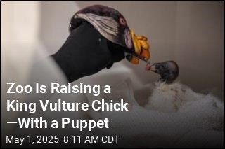 Zoo Is Raising a King Vulture Chick &mdash;With a Puppet