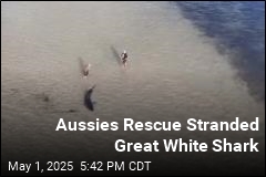 Aussies Rescue Stranded Great White Shark