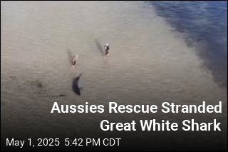 Aussies Rescue Stranded Great White Shark