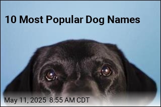 10 Most Popular Dog Names