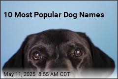10 Most Popular Dog Names