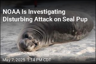 NOAA Is Investigating Disturbing Attack on Seal Pup