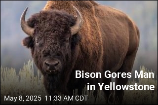 Bison Gores Man in Yellowstone