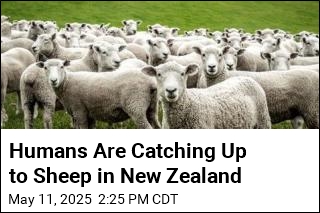 Humans Are Catching Up to Sheep in New Zealand