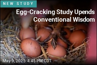 Eggs Less Likely to Crack When Dropped on Their Side