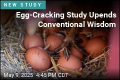 Eggs Less Likely to Crack When Dropped on Their Side
