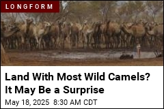 Big Problem in the Outback: Way Too Many Wild Camels