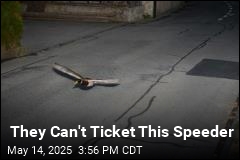 Speeding Duck May Be &#39;Repeat Offender&#39;