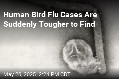 Human Bird Flu Cases Are Suddenly Harder to Find