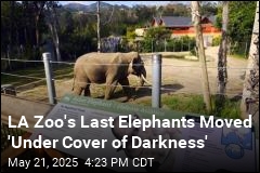 LA Zoo&#39;s Last Elephants Moved &#39;Under Cover of Darkness&#39;
