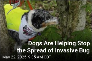 Dogs Are Helping Stop the Spread of Invasive Bug
