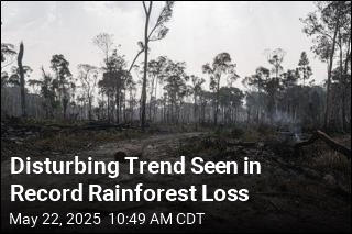 Disturbing Trend Seen in Record Rainforest Loss