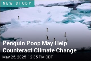 Penguin Poop May Play a Role in Cooling Antarctica