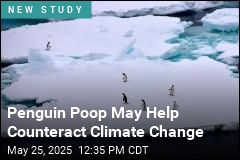 Penguin Poop May Play a Role in Cooling Antarctica