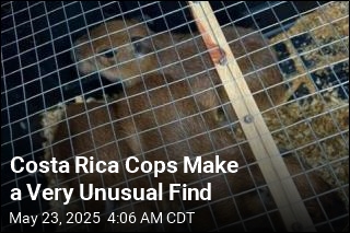 Costa Rica Cops Make First-Ever Capybara Seizure