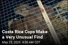 Costa Rica Cops Make First-Ever Capybara Seizure