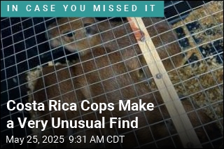 Costa Rica Cops Make First-Ever Capybara Seizure