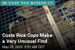 Costa Rica Cops Make First-Ever Capybara Seizure