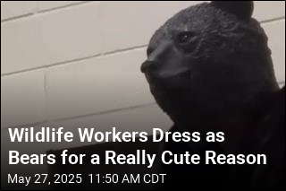 Wildlife Workers Dress as Bears for a Really Cute Reason