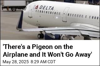 It&#39;s a Bird! It&#39;s a Plane! It&#39;s ... 2 Birds on a Plane
