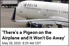 It&#39;s a Bird! It&#39;s a Plane! It&#39;s ... 2 Birds on a Plane