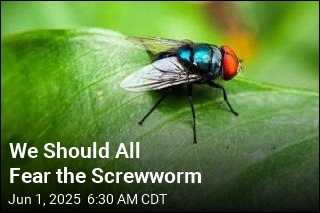 The Screwworm&#39;s Northern Creep Should Scare Us All