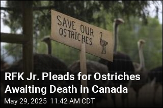 Dr. Oz Offers to Take Ostriches Set to Be Culled in Canada