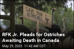 Dr. Oz Offers to Take Ostriches Set to Be Culled in Canada