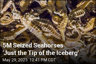5M Seized Seahorses &#39;Just the Tip of the Iceberg&#39;