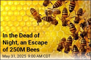 250M Bees Just Fell Off a Truck in Washington