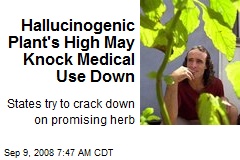 Hallucinogenic Plant's High May Knock Medical Use Down