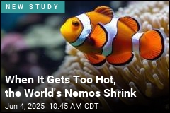 To Survive Heat Waves, the Clown Fish Shrinks