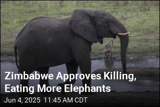 Zimbabwe Approves Killing, Eating More Elephants