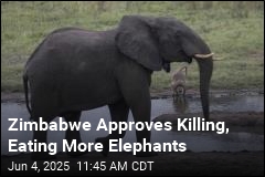 Zimbabwe Approves Killing, Eating More Elephants