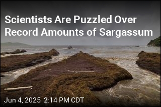 Scientists Are Puzzled Over Record Amounts of Seaweed