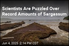 Scientists Are Puzzled Over Record Amounts of Seaweed
