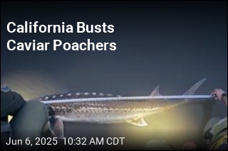 California Busts Caviar Poachers