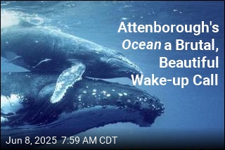 Attenborough's Ocean a Brutal, Gorgeous Wake-up Call