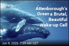 Attenborough's Ocean a Brutal, Gorgeous Wake-up Call