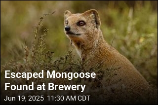 Mongoose Escapes British Zoo, Goes to Brewery