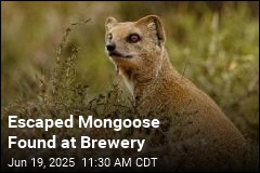 Mongoose Escapes British Zoo, Goes to Brewery