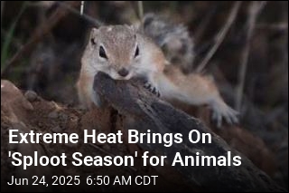 Extreme Heat Brings On &#39;Sploot Season&#39; for Animals