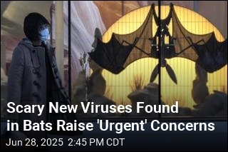 Scary New Viruses Found in Bats Raise &#39;Urgent&#39; Concerns