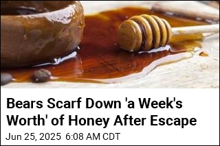 Bears Escape Enclosure, Raid Honey Cupboard