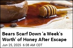 Bears Escape Enclosure, Raid Honey Cupboard