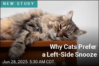 Why Cats Prefer a Left-Side Snooze