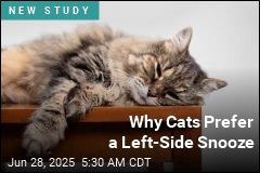 Why Cats Prefer a Left-Side Snooze