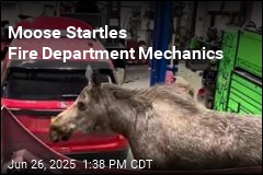 Moose Visits Fire Department Maintenance Shop