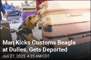 Man Kicked Customs Beagle So Hard It Left the Ground